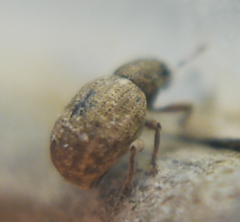 Strophosoma capitatum