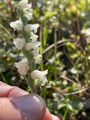 Spiranthes ochroleuca