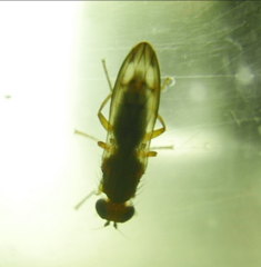 Opomyzidae