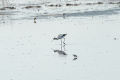 Recurvirostra avosetta