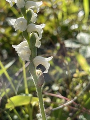 Spiranthes ochroleuca