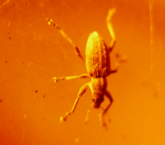 Charagmus gressorius