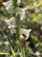 Spiranthes ochroleuca