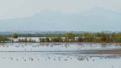 Recurvirostra avosetta