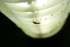 Charagmus gressorius