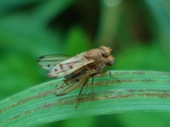 Opomyza florum