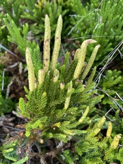 Dendrolycopodium hickeyi
