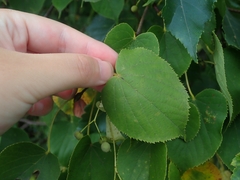 Tilia japonica