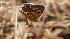 Lycaena bleusei