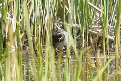 Tachybaptus ruficollis