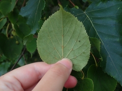 Tilia japonica