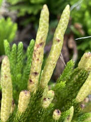 Dendrolycopodium hickeyi