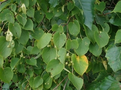 Tilia japonica