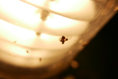 Anomoia purmunda
