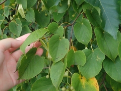 Tilia japonica