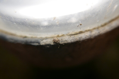 Strophosoma capitatum