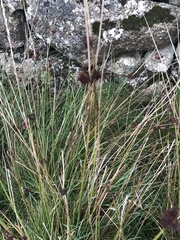 Juncus conglomeratus