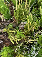 Dendrolycopodium hickeyi