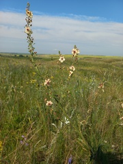 Verbascum × ignescens