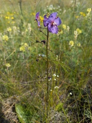 Verbascum phoeniceum