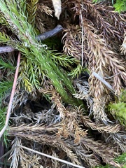 Dendrolycopodium hickeyi