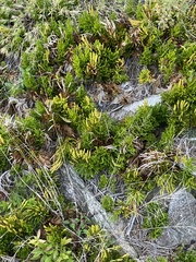 Dendrolycopodium hickeyi