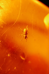 Charagmus gressorius