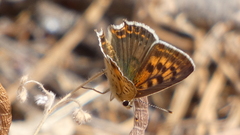 Lycaena bleusei