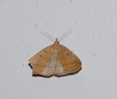 Zanclognatha jacchusalis