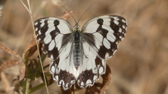 Melanargia lachesis