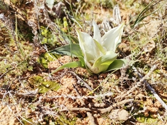 Colchicum