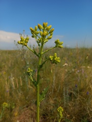 Senecio doria