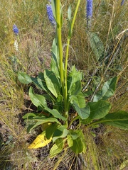 Senecio doria