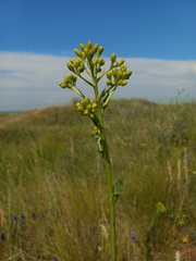 Senecio doria