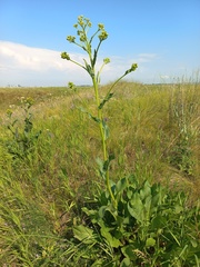 Senecio doria