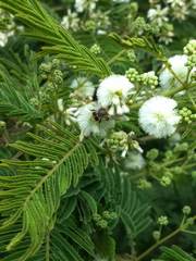 Acaciella angustissima filicioides