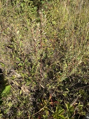 Crocanthemum canadense