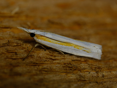 Crambus girardellus