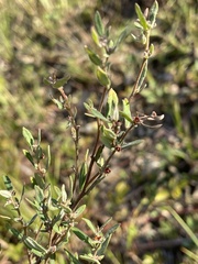 Crocanthemum canadense