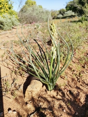 Albuca consanguinea