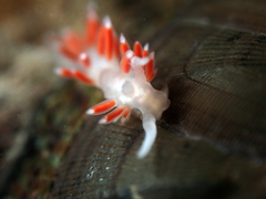 Coryphellina albomarginata