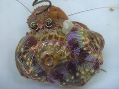 Calliactis parasitica