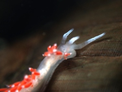 Coryphellina albomarginata