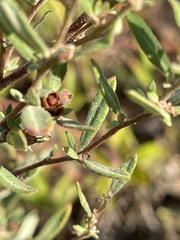 Crocanthemum canadense