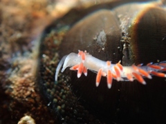 Coryphellina albomarginata