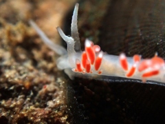 Coryphellina albomarginata