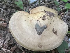 Cortinarius infractus