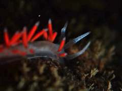 Coryphellina albomarginata