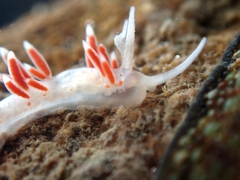 Coryphellina albomarginata
