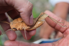 Xyleus discoideus mexicanus